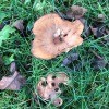 Fungi Photos - irregularly shaped fungi
