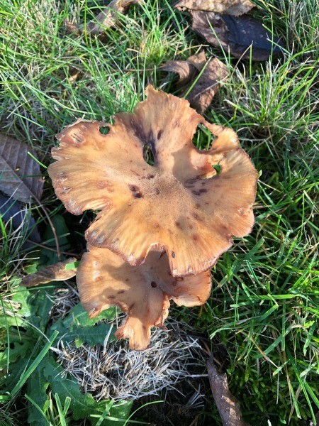 Fungi Photos - dark tan split top fungi