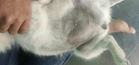 The belly of an itching dog.