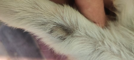 A black mark on an itching dog.