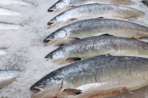 A row of whole salmon on ice.