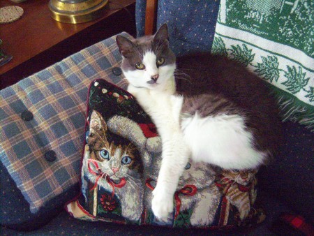 A cat lying on a cat themed Christmas pillow.