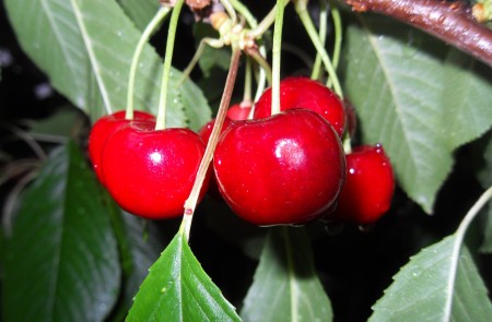 Red cherries on a tree.
