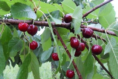 Red cherries on a tree.