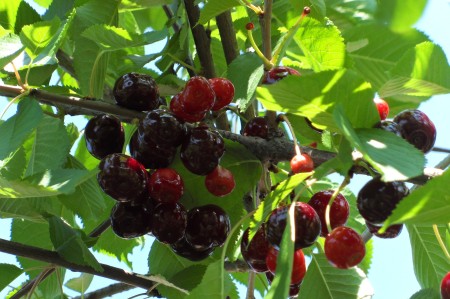 Red cherries on a tree.