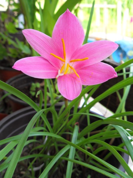 A pink flower in a pot.