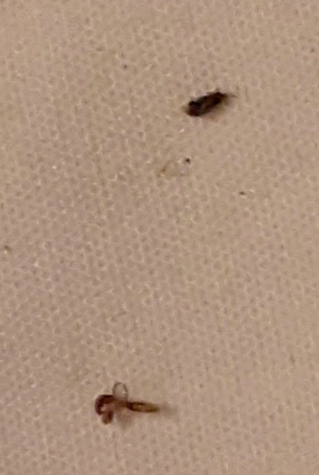 Two bugs on a white surface.