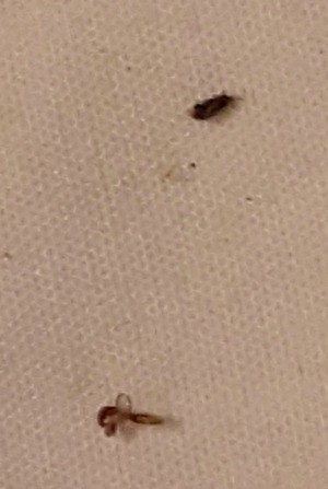 Two bugs on a white surface.