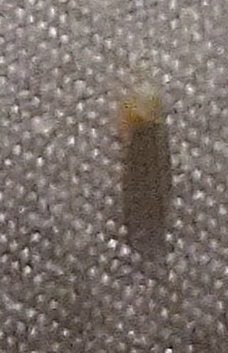A small fluffy item on a fabric surface.