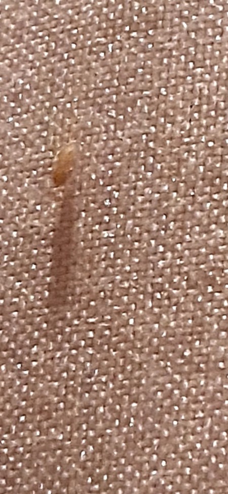 A small bug on a fabric surface.