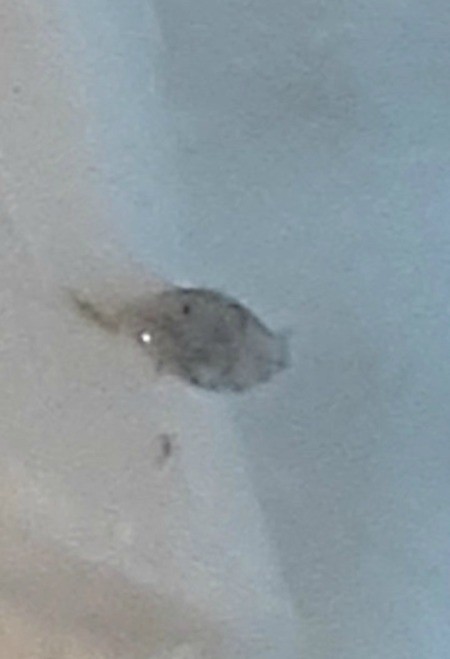 A small bug on a white surface.