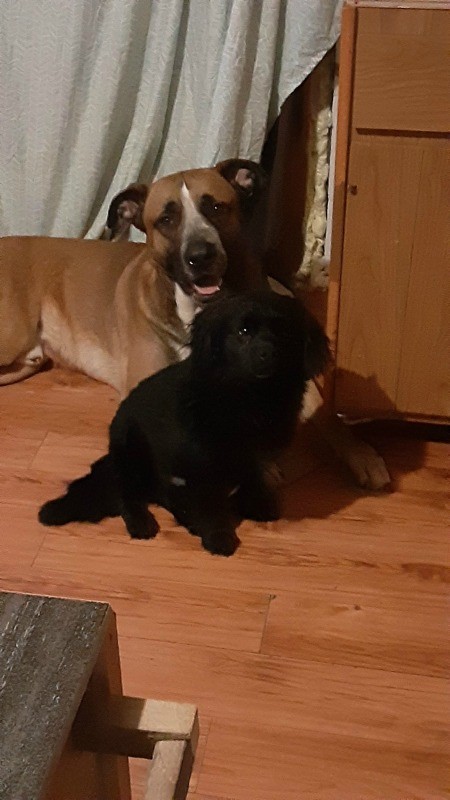 Two dogs on a hardwood floor.