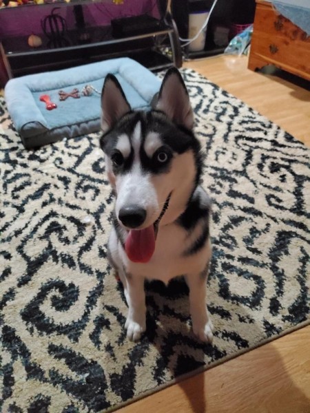 A dog sitting on a rug inside.