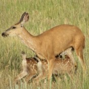 A doe with her two spotted fawns.