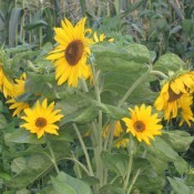 Several bright sunflowers growing in corn field.