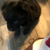 A small black dog on a wooden floor.
