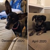 A black and brown dog, before and after growing long ears.