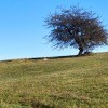 A lone tree in a field in Serbia.