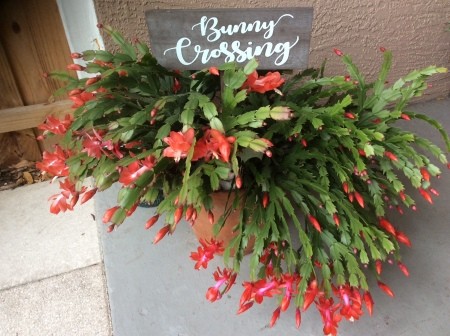 A large Christmas cactus in bloom.