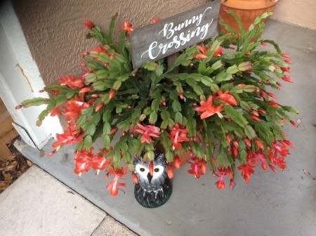 A large Christmas cactus in bloom.