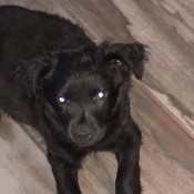 A small black puppy on the floor.