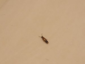 A tiny brown bug on a light surface.