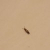 A tiny brown bug on a light surface.
