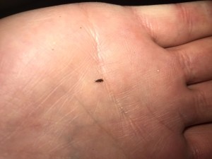 A small black bug on a hand.
