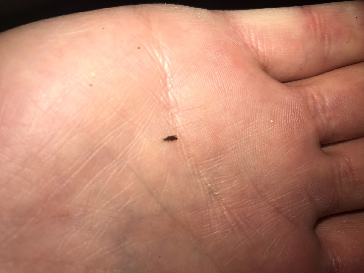 identifying-small-black-bugs-thriftyfun