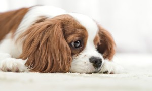 A sad dog lying on a carpeted floor.