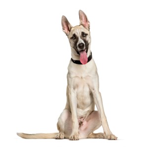 A husky mix on a white background.