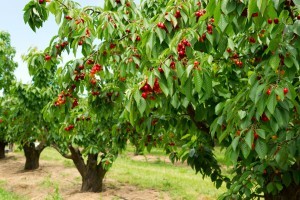 Several cherry trees with fruit.