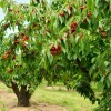 Several cherry trees with fruit.
