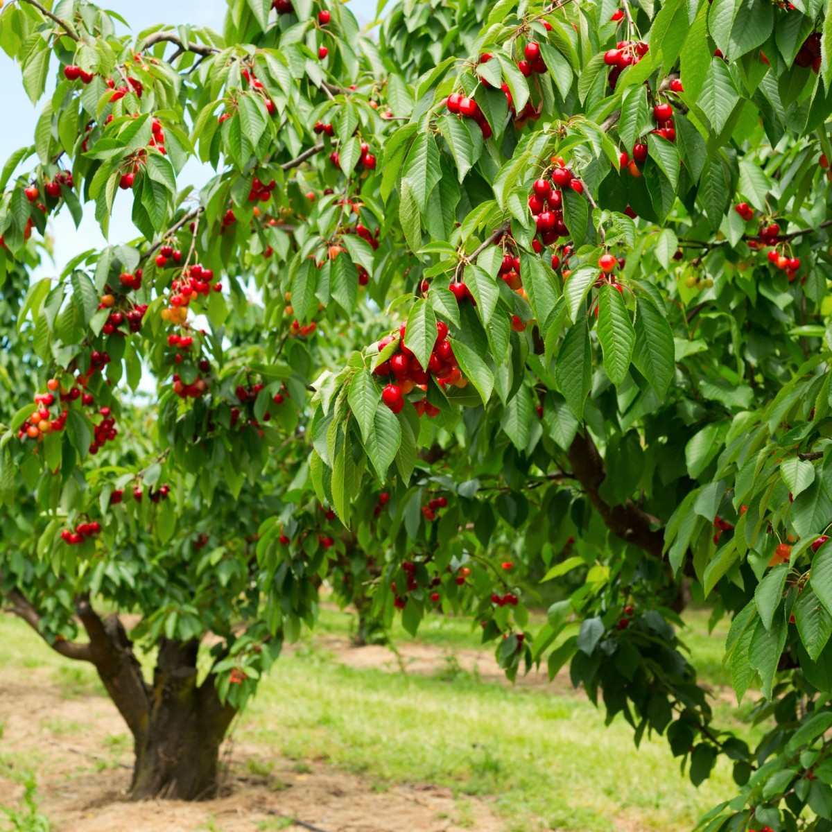 39 Best Ideas For Coloring Cherry Tree Pictures