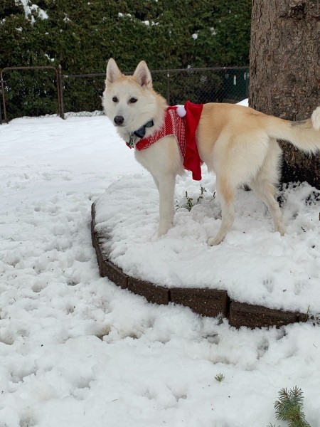 A husky in the snow.