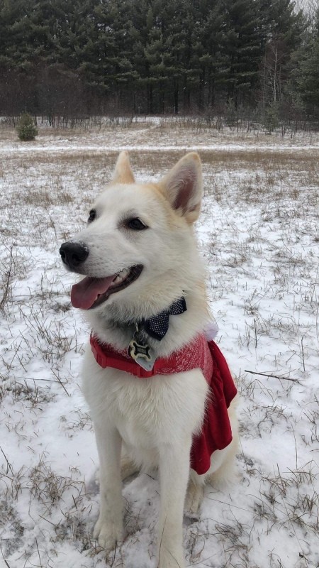 A husky in the snow.