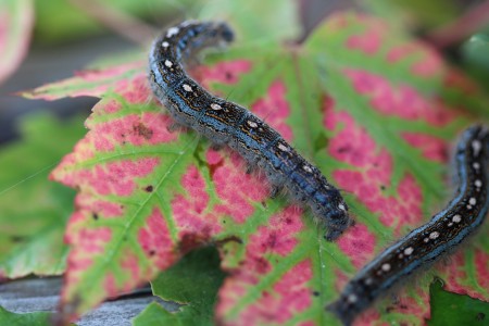 Two caterpillars with teal and yellow markings.