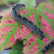 Two caterpillars with teal and yellow markings.