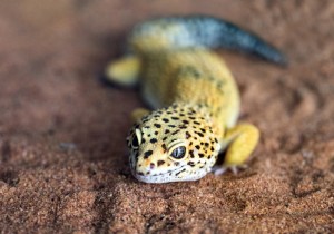 A leopard gecko on a sandy surface.