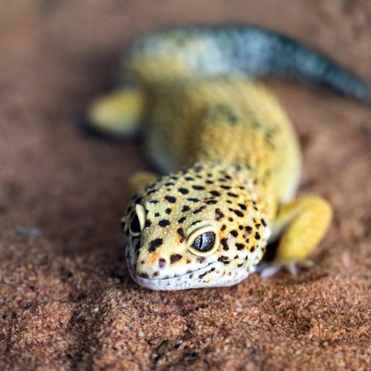 Gecko Photos 