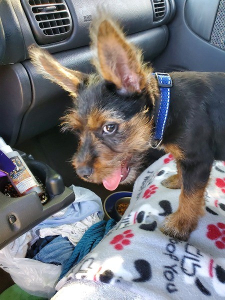 A terrier in a car seat.