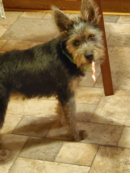 A terrier with a striped item in his mouth.
