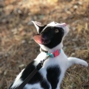 A black and white cat on a leash.