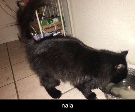 A black cat eating from a food dish.