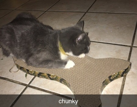 A grey and white cat on a scratching  mat.