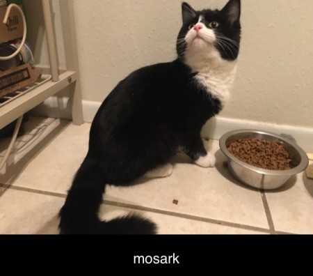 A black and white cat next to a food bowl.