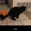 A black cat on a floor.