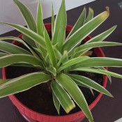 A spider plant in a pot.