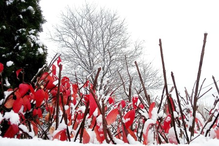 Red leaves with snow.