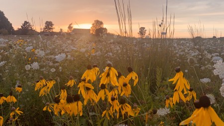 Wildflowers at sunset.